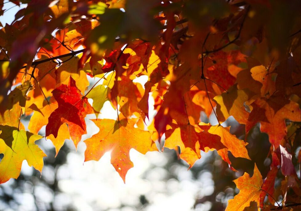 Embracing the Magic of Fall: A Season to Start Something New